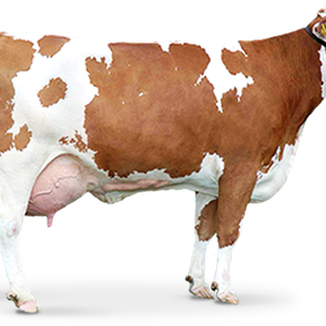 brown Cow PNG image