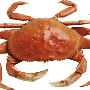 Crab PNG