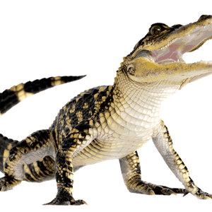 Alligator PNG