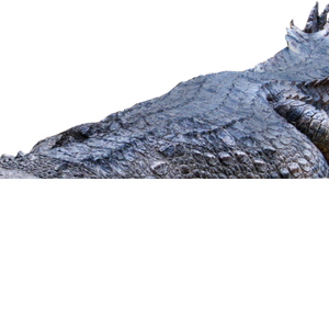 Crocodile, gator PNG