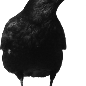 Black crow PNG image