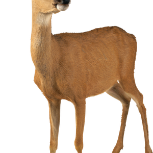 Deer PNG image