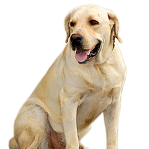 small puppy png image, picture, download, dogs