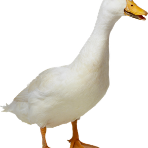 White duck PNG image