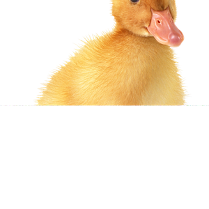 Little duck PNG image