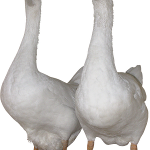 White gooses PNG image