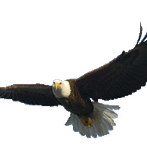 flying eagle PNG image, free download