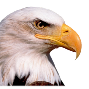 Eagle head PNG image, free download
