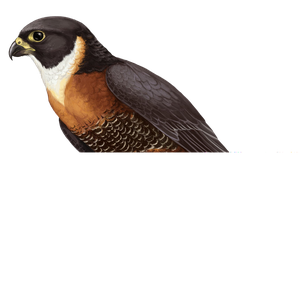 Falcon PNG