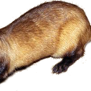 Ferret PNG