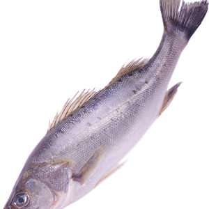 fish PNG image