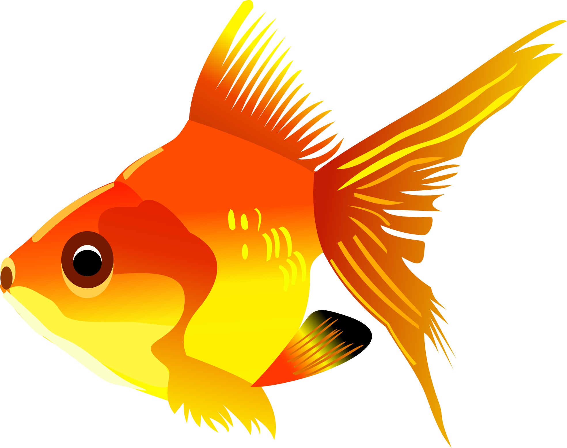 gold fish PNG image