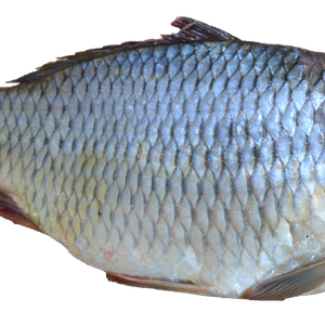 fish PNG image