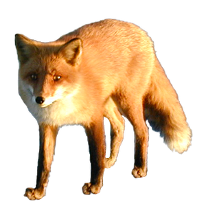 Fox PNG