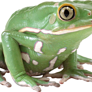 green frog PNG image