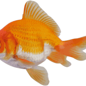 Goldfish PNG