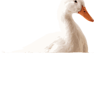 White goose PNG