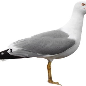Gull PNG
