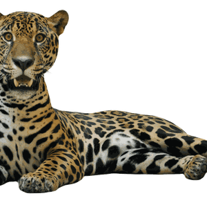 Jaguar PNG