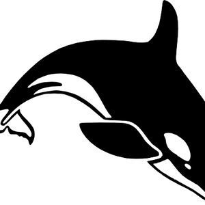 Killer whale PNG