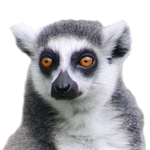Lemur PNG