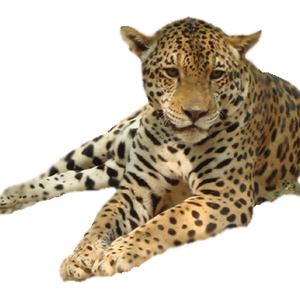 Leopard PNG