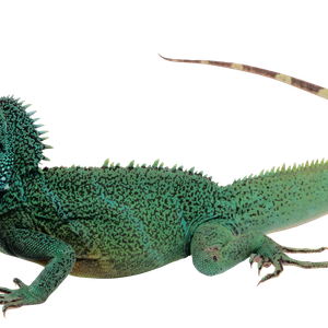 Lizard PNG