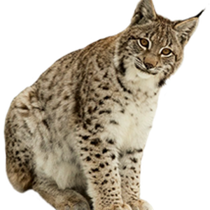 Lynx PNG