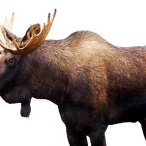 Moose, elk PNG
