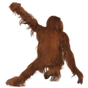 Orangutan PNG