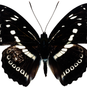 Butterfly black PNG