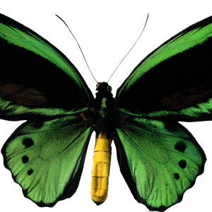 Butterfly green PNG