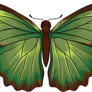 green butterfly PNG