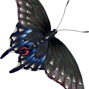 grey butterfly PNG