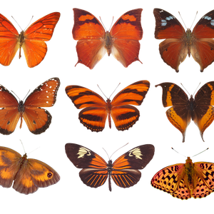 Butterflies PNG