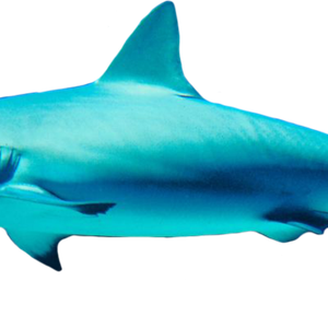Shark PNG