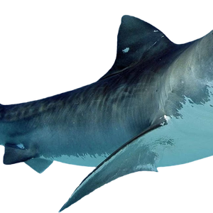 Shark PNG image