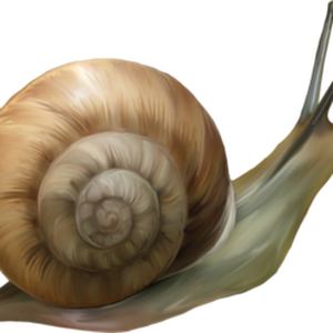 Snail PNG