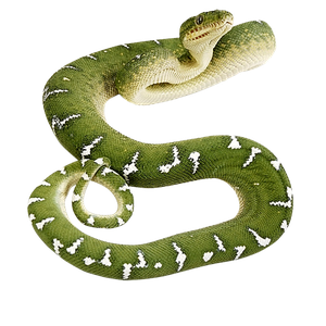 Green snake PNG image