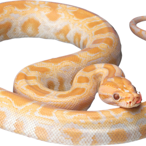 White snake PNG image picture download free