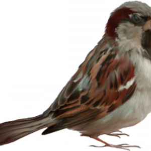 Sparrow PNG