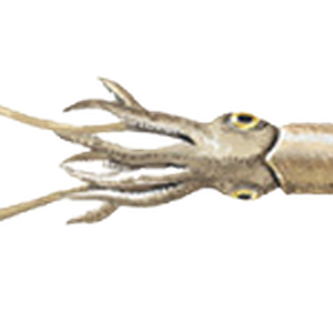 Squid PNG