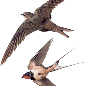 Swallows PNG