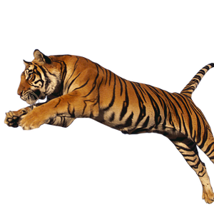 Tiger PNG