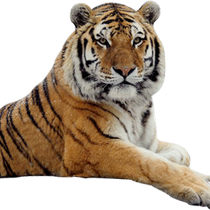Tiger PNG image, free download, tigers