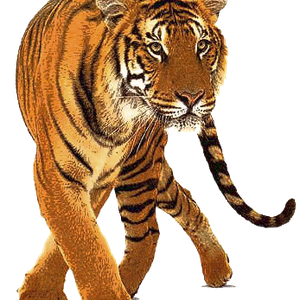 Tiger PNG image, free download, tigers