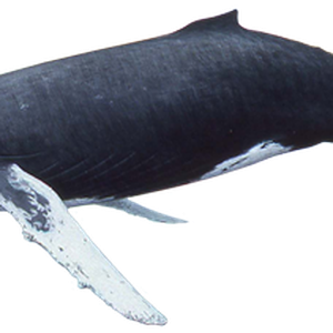 Whale PNG
