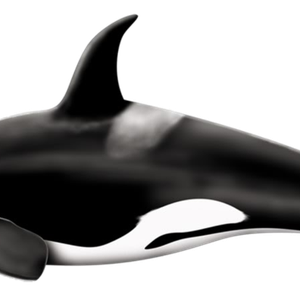 Whale PNG