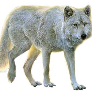 wolf png image, picture, download