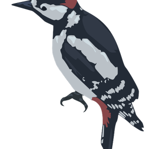 Woodpecker PNG